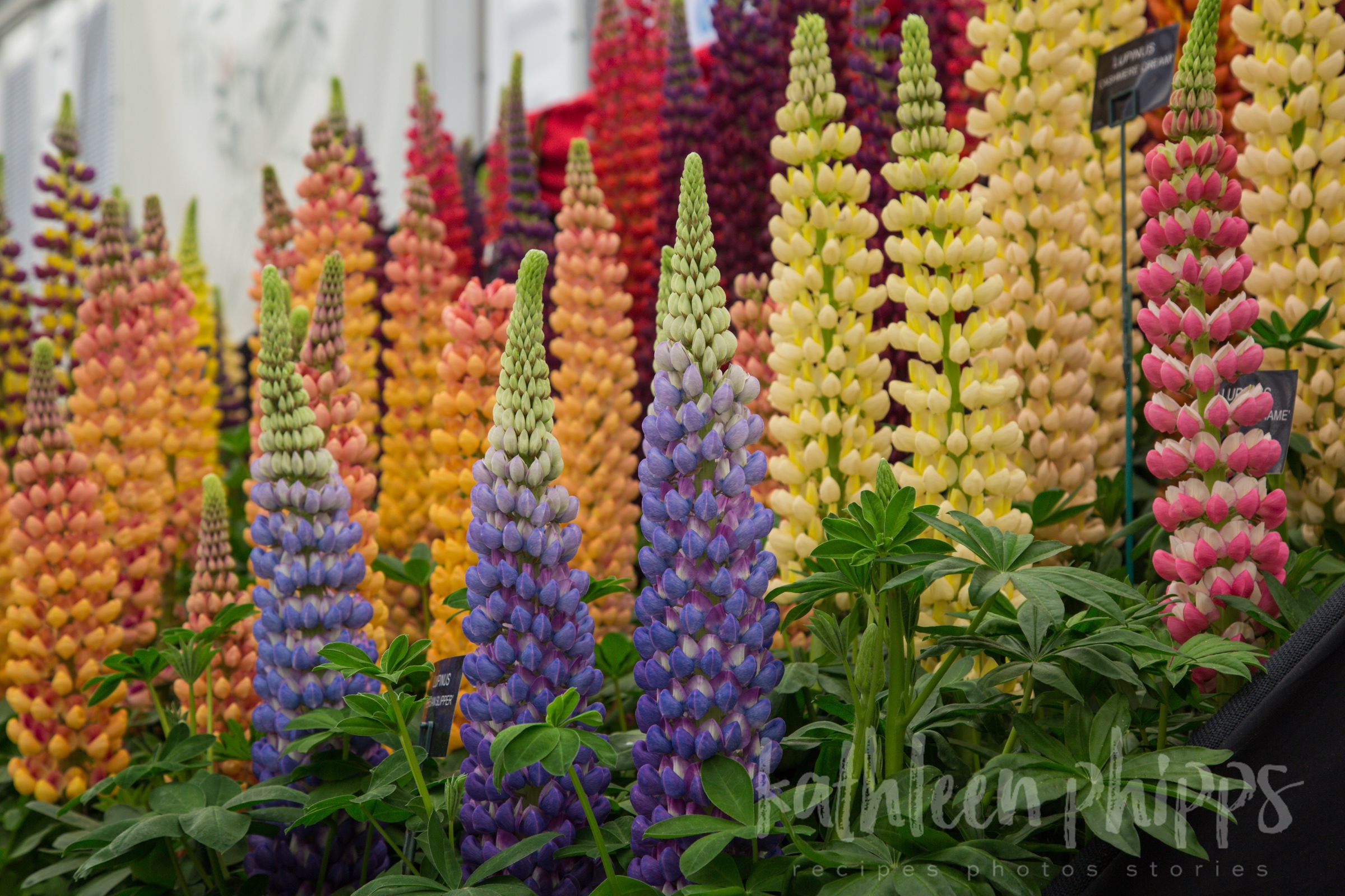 The Chelsea Flower Show, London, May 2019